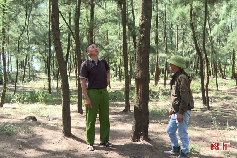 Ông Nguyễn Văn Ái, thôn Bắc Hải, xã Thạch Khê (bên phải) trồng khoảng 1.000 cây phi lao trên diện tích rừng phòng hộ ven biển. bqbht_br_r1.jpg
