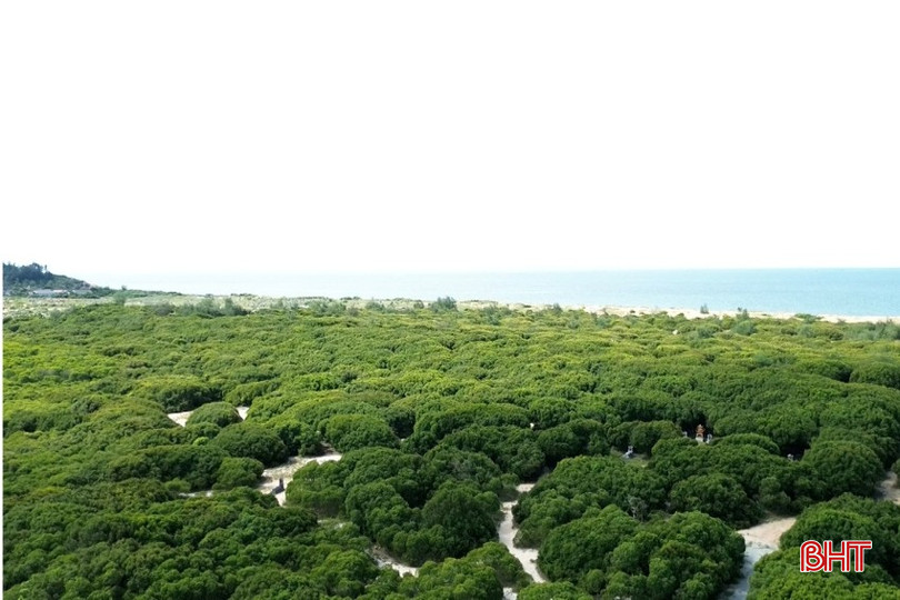 Rừng phòng hộ ven biển xã Kỳ Anh. bqbht_br_r6.jpg