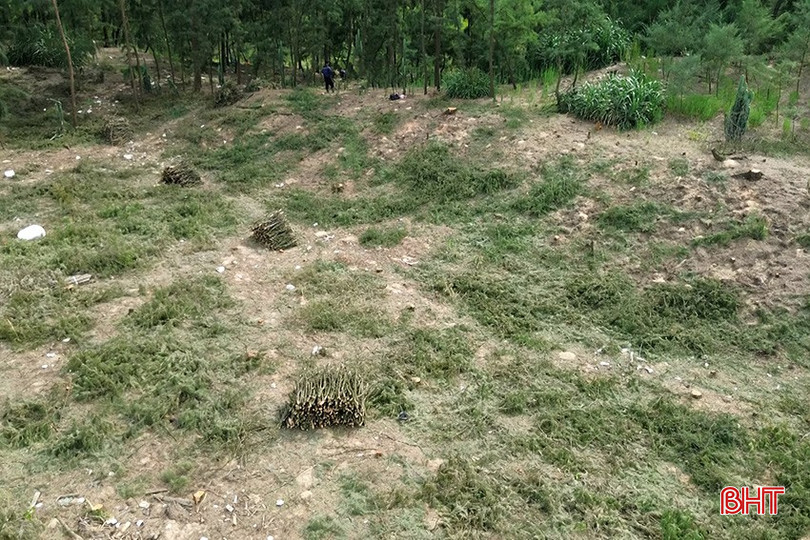 Hàng trăm cây phi lao thuộc diện tích rừng phòng hộ ven biển ở xã Thạch Khê bị đốn hạ không thương tiếc. bqbht_br_anh-1-rung-suae.jpg