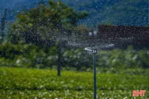 Giữ màu xanh trên những đồi chè 