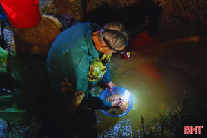 Soi đèn "săn" rươi ở Hà Tĩnh