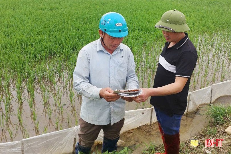 Cán bộ phường Đậu Liêu kiểm tra, đo đạc thực địa diện tích đất. bqbht_br_dt-z6376892892670-7959cd3beec9c21cbeb44fe2269f7a06.jpg