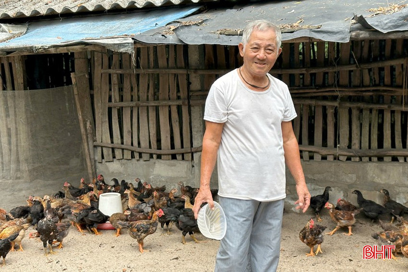 Được hỗ trợ đàn gà sinh kế, thu nhập của ông Đặng Văn Luận - thôn Trung Văn, xã Thạch Văn (Thạch Hà) ngày càng nâng cao. dt-ong-dang-van-luan-1788.jpg