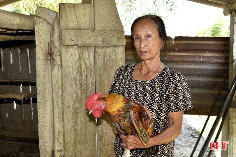 Bà Trần Thị Hữu đã được hỗ trợ mô hình sinh kế chăn nuôi gà. DT_DSC2224.jpg