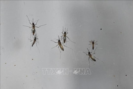 Hàng nghìn ca mắc bệnh, Trung Quốc ráo riết kiểm soát dịch Chikungunya