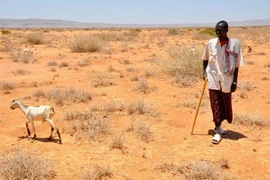 Khủng hoảng do sóng nhiệt ở châu Phi ngày càng nghiêm trọng