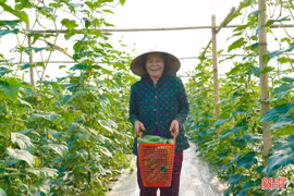 Trồng dưa chuột hữu cơ trên vùng bãi bồi sông La