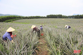 17 xã ở Hà Tĩnh đăng ký trồng hơn 653ha dứa liên kết