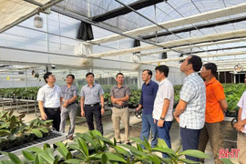 Sớm có chính sách nhân rộng mô hình trồng lan công nghệ cao tại Hà Tĩnh