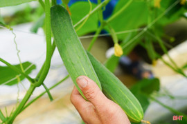 Hướng đi mới từ mô hình dưa chuột liên kết
