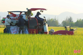 Lúa hữu cơ năng suất cao, tiêu thụ tốt trên đồng ruộng Hà Tĩnh