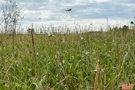 Khẩn trương kiểm soát, không để bùng phát dịch châu chấu tre