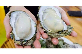 Hàu sữa Quảng Ninh: Chất lượng đạt chuẩn xuất khẩu, giá thành cạnh tranh