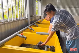 Sinh kế bền vững từ sản xuất lươn giống