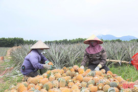 Mô hình trồng dứa đầu tiên ở Hà Tĩnh cho thu hoạch