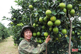 Hành trình hồi sinh các loại cam đặc sản bị suy thoái 