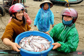 Cách nhận biết cá cháo “ủ” chất cấm