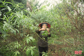 Bí quyết giúp cây hoa nở đúng dịp Tết