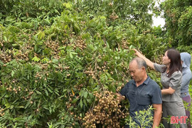 Nhãn sai quả, nông dân Hà Tĩnh phấn khởi thu hoạch
