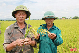 Vựa lúa Can Lộc đạt năng suất cao nhất từ trước đến nay