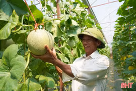 Những vườn dưa lưới trĩu quả ở xã Toàn Lưu