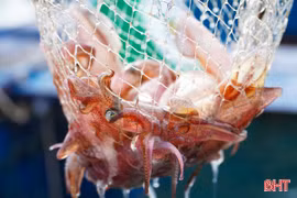 Mực nhảy Vũng Áng "đến hẹn lại lên"