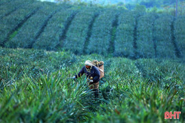 Thông tin mới nhất về thời tiết Hà Tĩnh những ngày tới