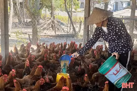 Nhiều hộ chăn nuôi ngậm ngùi "lỡ hẹn" với thị trường Tết