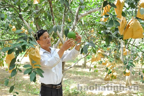 Áp dụng biện pháp thụ phấn bổ sung, người trồng bưởi Phúc Trạch ở Hương Khê đang phấn khởi đón vụ quả bội thu. Áp dụng biện pháp thụ phấn bổ sung, người trồng bưởi Phúc Trạch ở Hương Khê đang phấn khởi đón vụ quả bội thu.