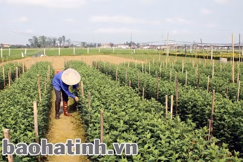 Mô hình trồng hoa của gia đình anh Nguyễn Huy Dương, thôn Châu Nội, xã Tùng Ảnh cho thu nhập 80-90 triệu đồng/năm