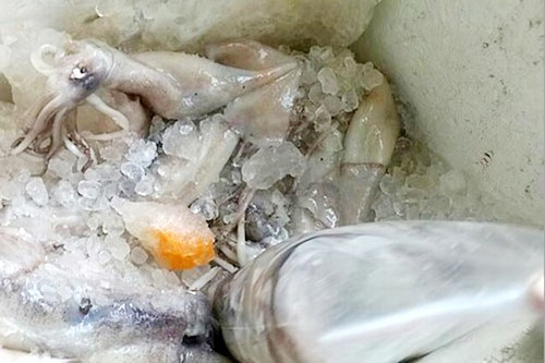 Mực không rõ nguồn gốc được phát hiện tại nhiều địa phương trong cả nước. Ảnh: Thanhnien.com.vn