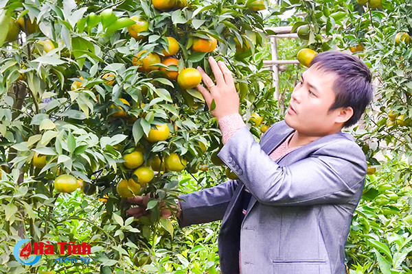 khat vong xanh