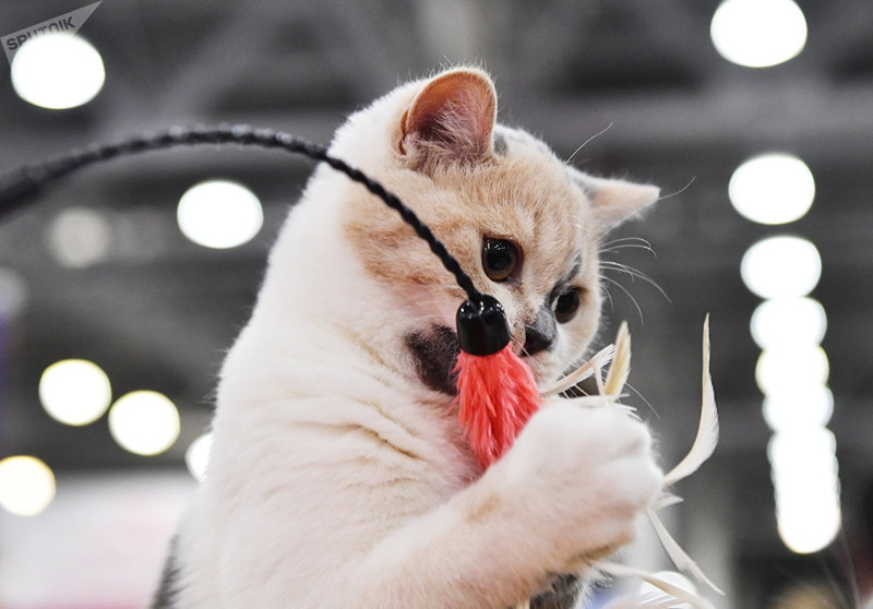 dac sac trien lam meo quoc te