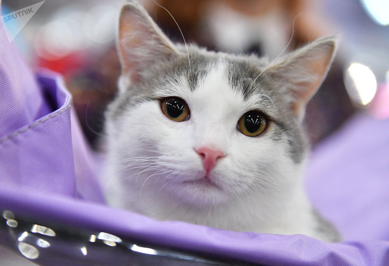 dac sac trien lam meo quoc te