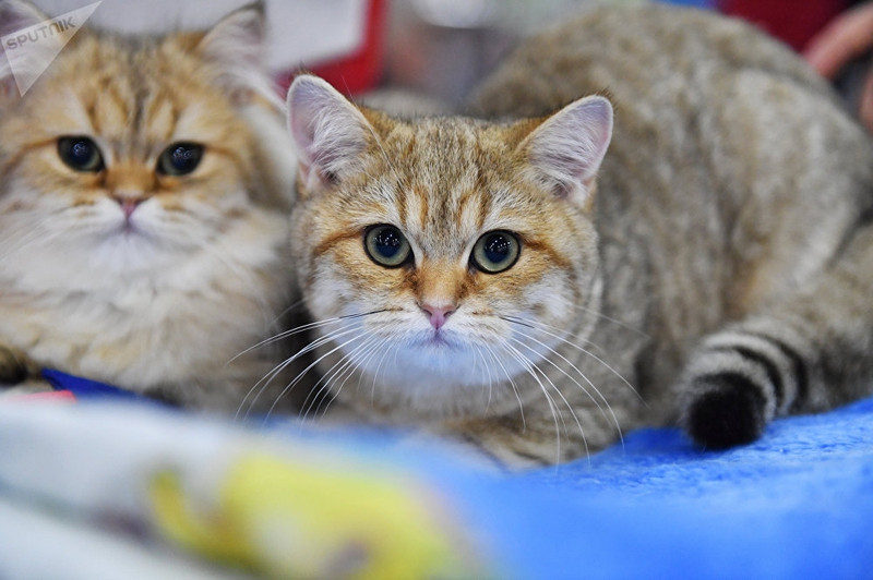 dac sac trien lam meo quoc te