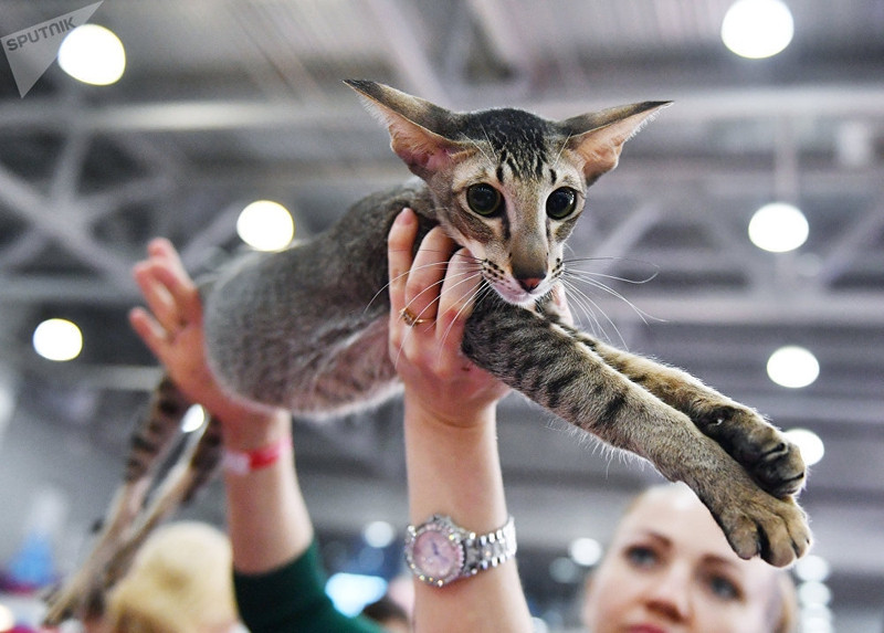 dac sac trien lam meo quoc te