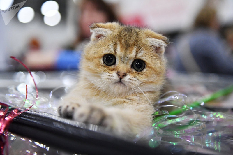 dac sac trien lam meo quoc te