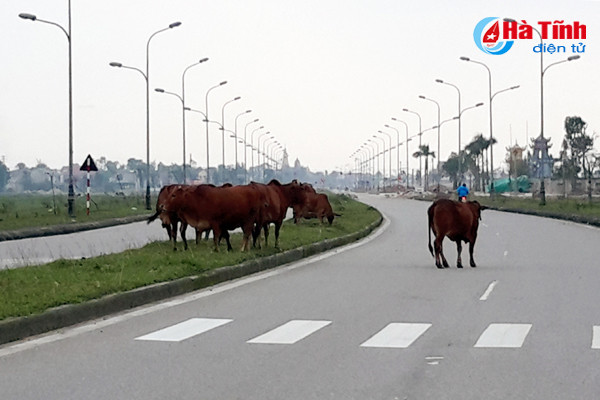 trau bo van tung tang tren long le duong nam cau cay