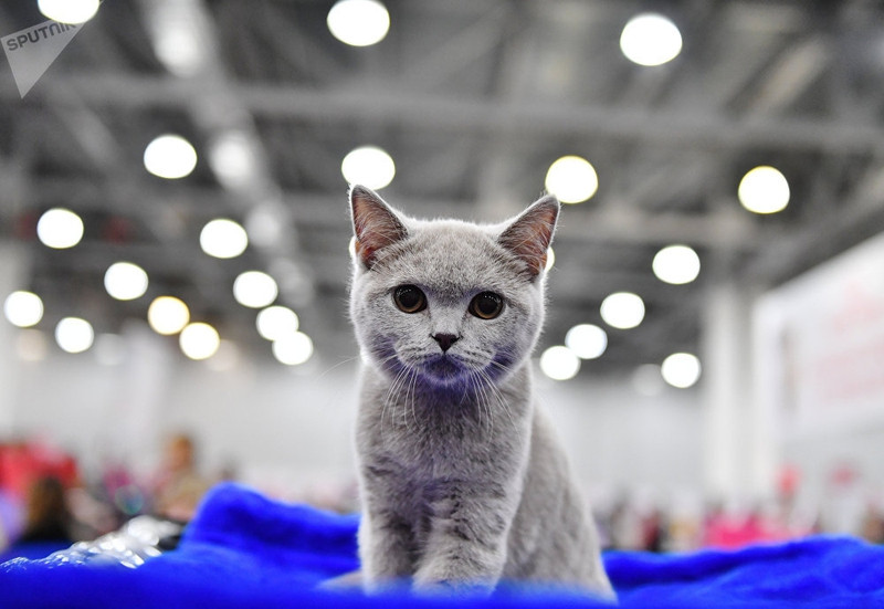 dac sac trien lam meo quoc te