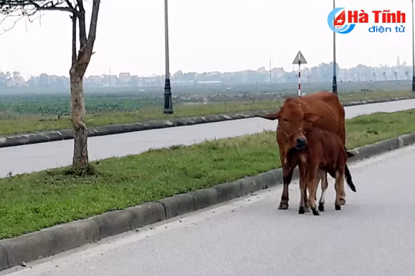 trau bo van tung tang tren long le duong nam cau cay
