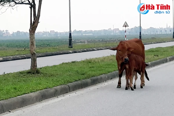 trau bo van tung tang tren long le duong nam cau cay
