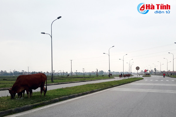 trau bo van tung tang tren long le duong nam cau cay