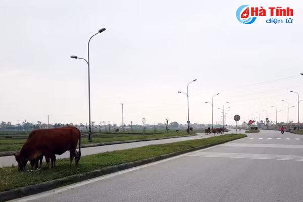 trau bo van tung tang tren long le duong nam cau cay