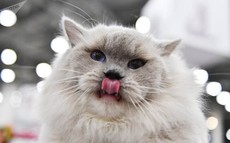 dac sac trien lam meo quoc te