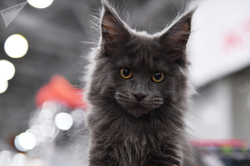 dac sac trien lam meo quoc te