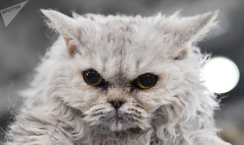 dac sac trien lam meo quoc te