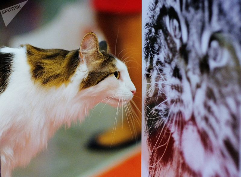 dac sac trien lam meo quoc te