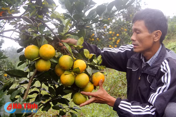 tim thuong hieu cho cam son mai