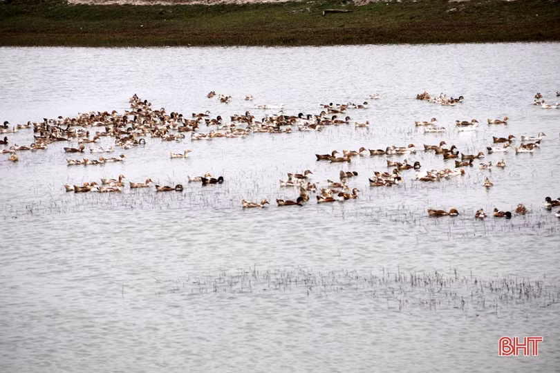 Hiệu quả bước đầu của mô hình nuôi vịt biển ở TX Kỳ Anh