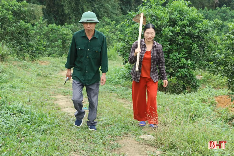 Vợ chồng nông dân miền núi Hà Tĩnh thay đổi cuộc sống nhờ đồi hoang